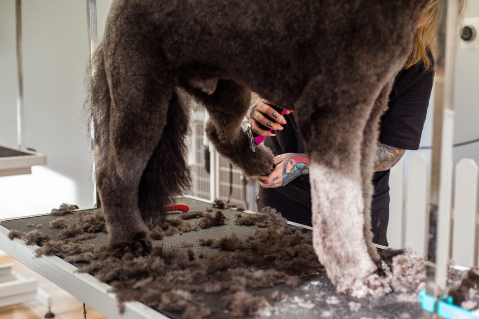 5 Grooming Automations That Pay for the Snapshot in 30 Days — pet grooming