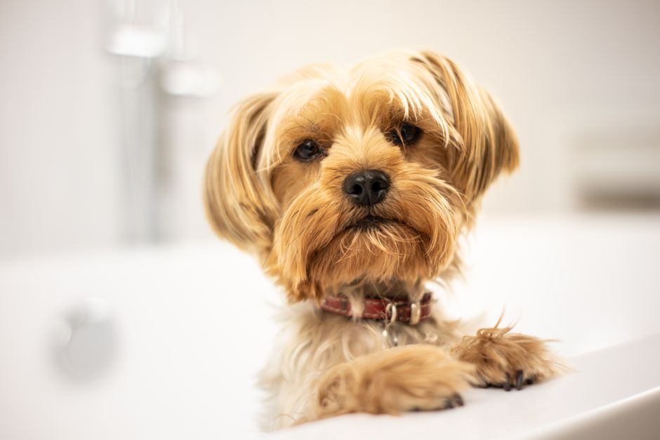 Turn Instagram Before/After Posts Into Booked Grooms — pet grooming