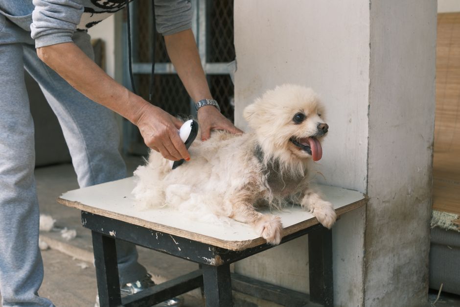 How Groomers Get More 5-Star Google Reviews on Autopilot — pet grooming