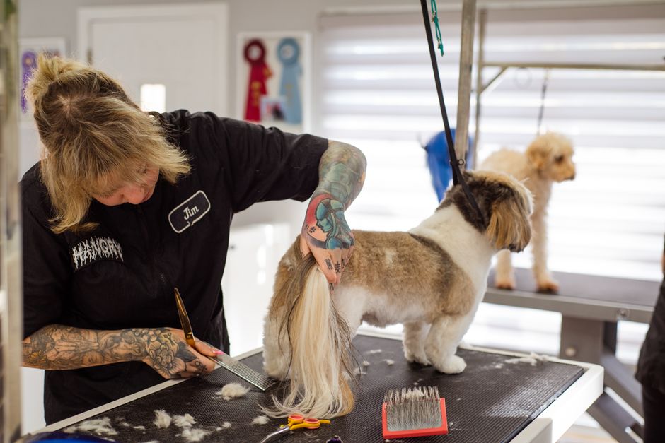 12 SMS Templates Every Grooming Salon Should Steal — pet grooming