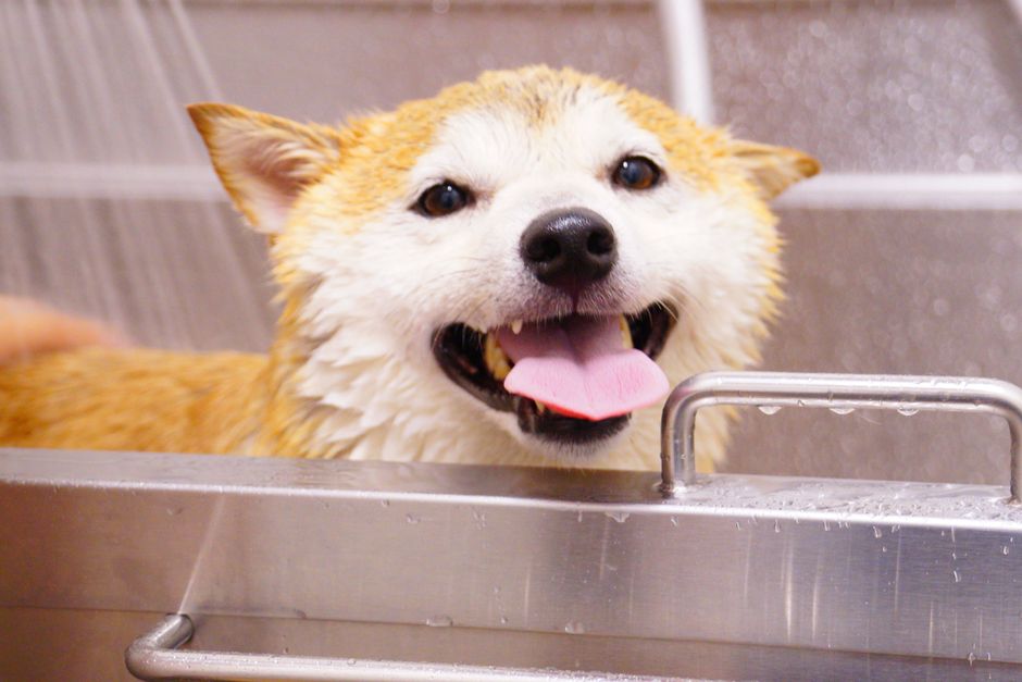 Route-Smart Booking for Mobile Dog Groomers — pet grooming