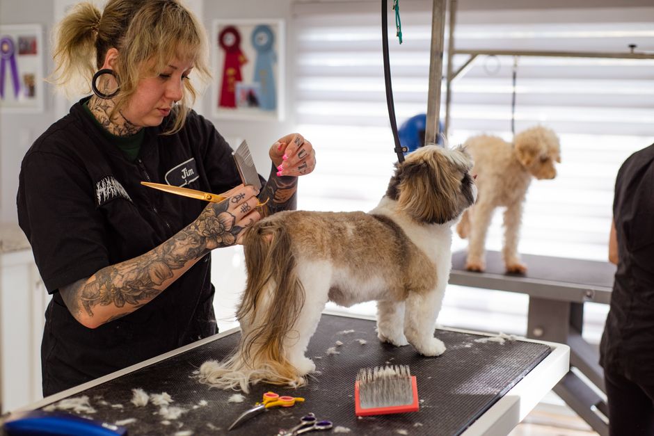 How to Cut Grooming No-Shows (Without Nagging Pet Parents) — pet grooming